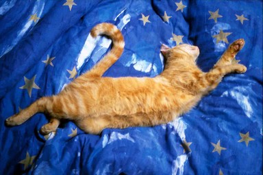  Fuzz luxuriating on bed at Brilliant St. St Heliers. 2000